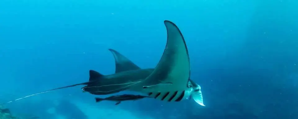Manta season, and how to time it