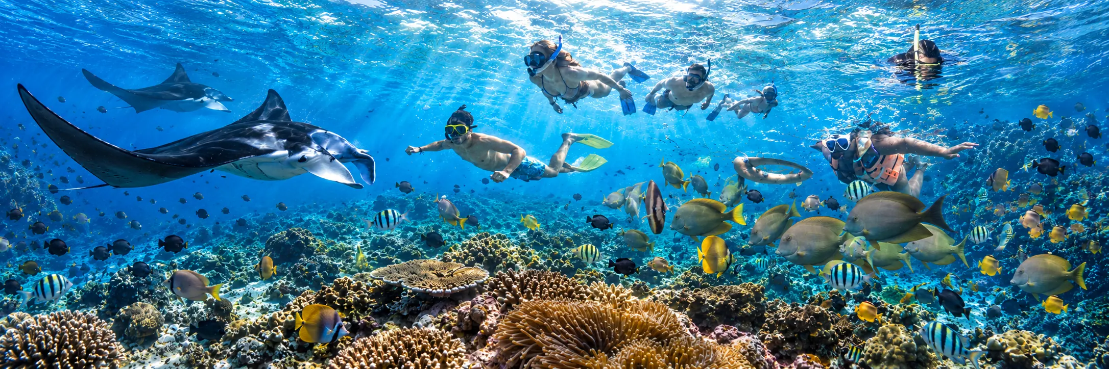 Manta season, and how to time it