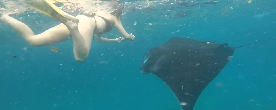 Manta season, and how to time it